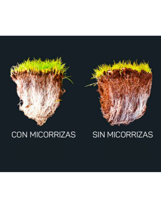 Ectomicorrizas em Pó - Aumenta Nutrientes e Resistência...