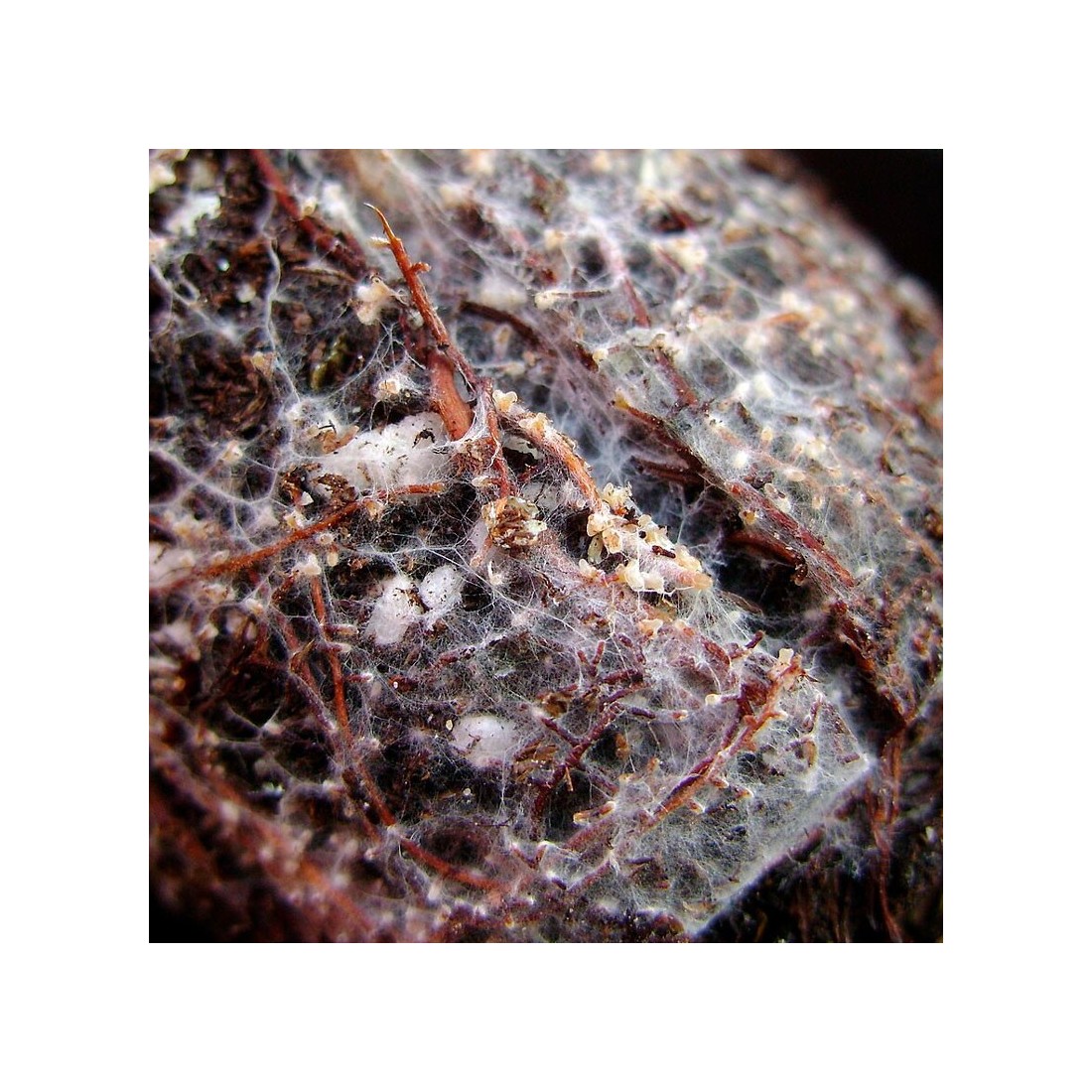 Ectomicorrizas em Pó - Aumenta Nutrientes e Resistência...