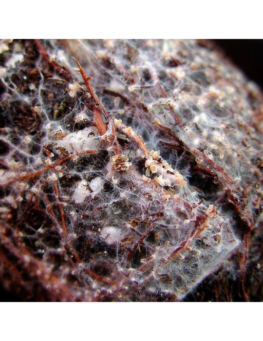 Ectomicorrizas em Pó - Aumenta Nutrientes e Resistência...