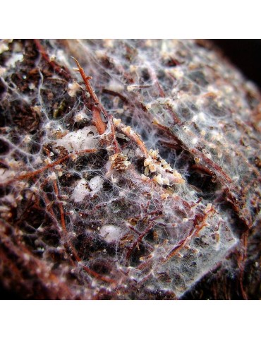 Ectomicorrizas Comprimidos para Árvores Florestais 2