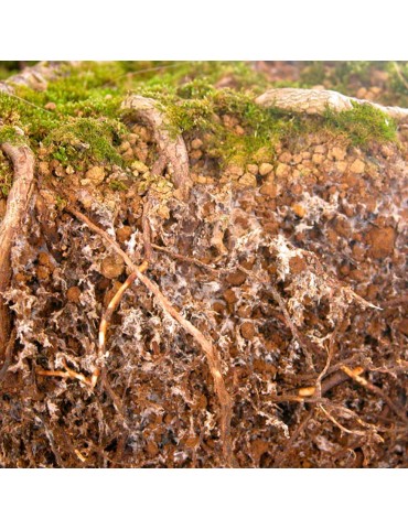 Endomicorrizas Comprimidos para Frutíferos e Hortaliças 2