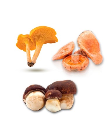 MycoGrow PinusMix | Polvere micorrizica per la produzione di funghi nei pini 2