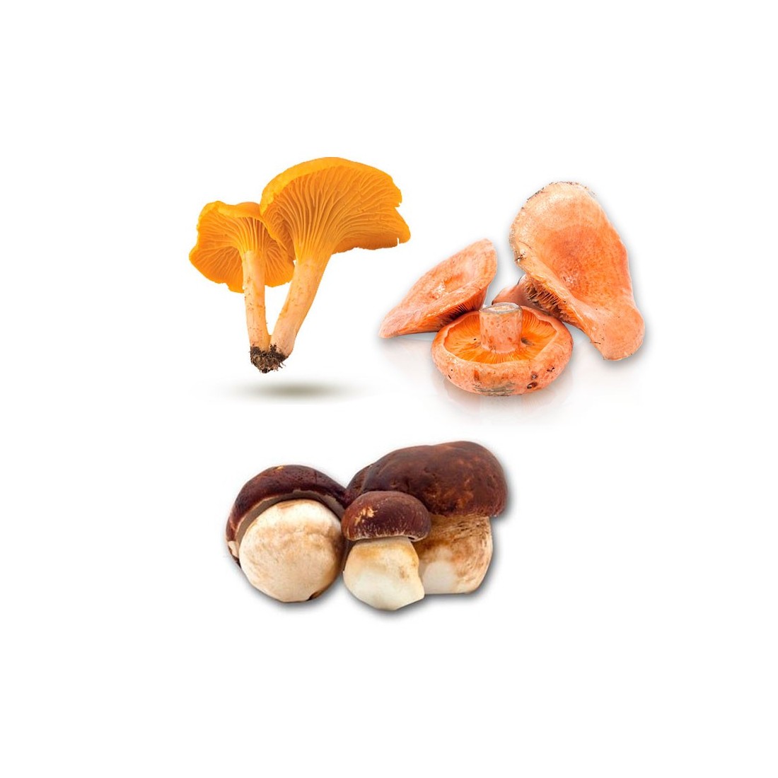 MycoGrow PinusMix | Polvo de micorrizas para la producción de hongos en pinos