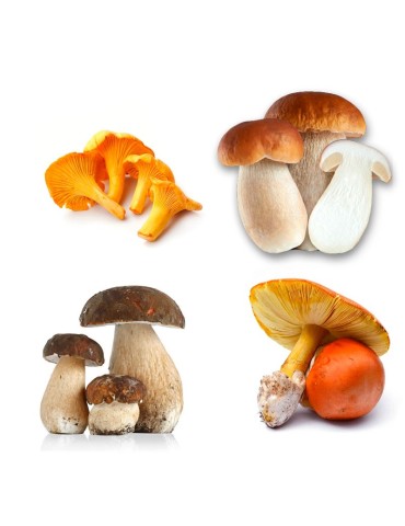 MycoGrow Hardwood Mix | Mykorrhizapulver zur Pilzproduktion 2