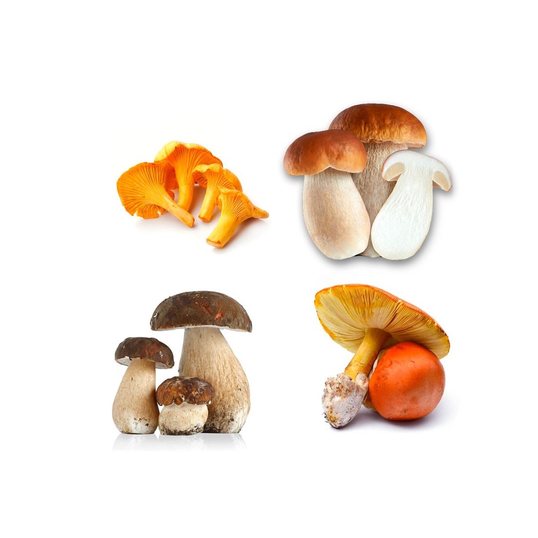 MycoGrow Hardwood Mix | Polvo de micorrizas para la producción de hongos