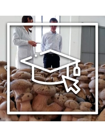 Consultoria profissional de cultivo de cogumelos