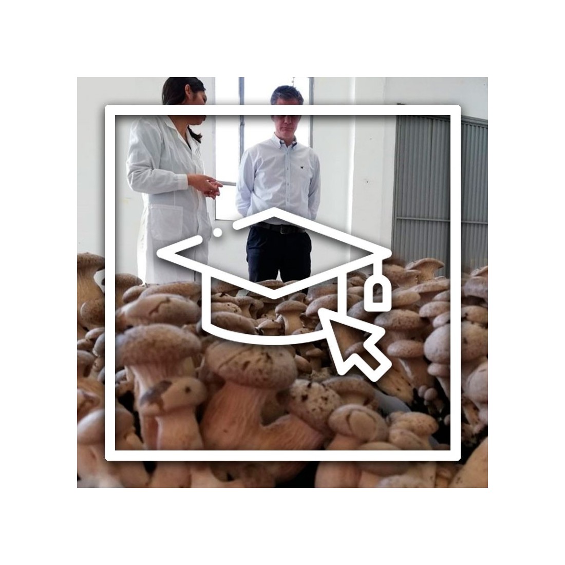 Asesoría profesional de cultivo