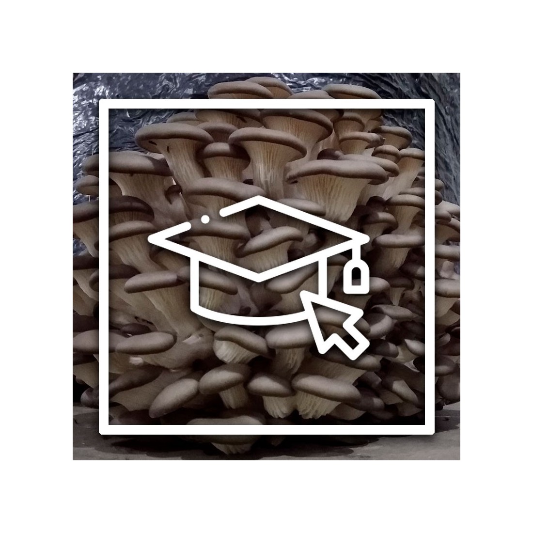 Curso de Cultivo General