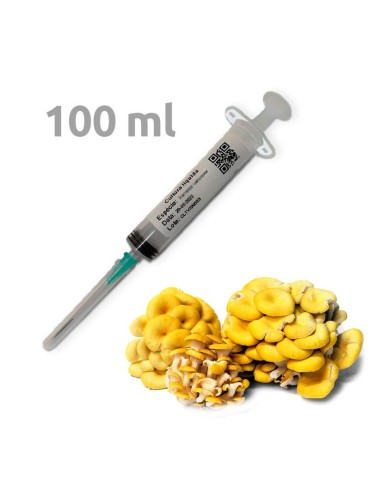100 ml micelio madre en jeringa - Pleurotus citrinopileatus