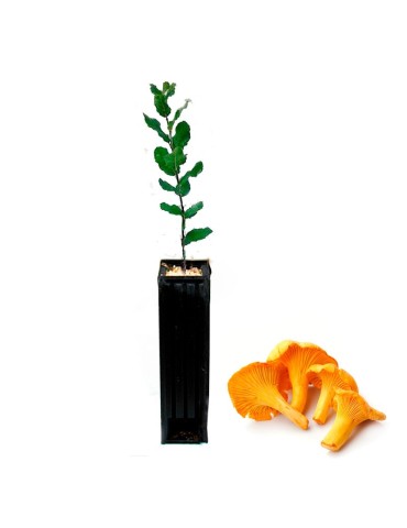 Quercus Suber Micorrizado Amanita Caesarea 450cc