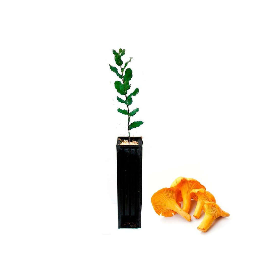 Quercus suber mit Amanita caesarea – Gourmet-Pilze zu Hause