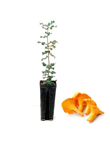 Quercus ilex micorrizato - Tartufo d'autunno 12/6 pz