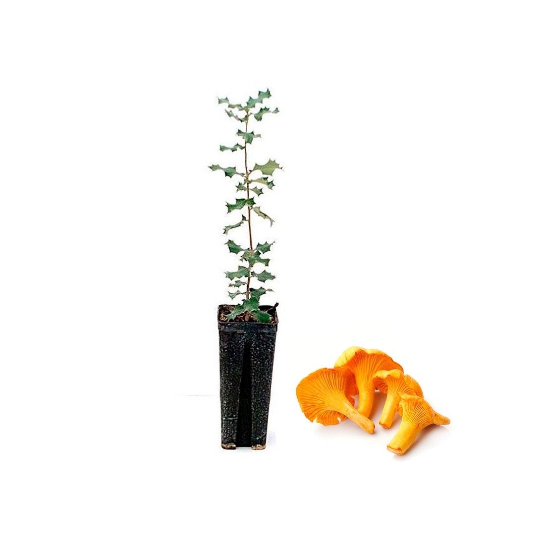 Quercus ilex micorrizato - Tartufo d'autunno 12/6 pz Quercus ilex micorrizato - Tartufo d'autunno 12/6 pz