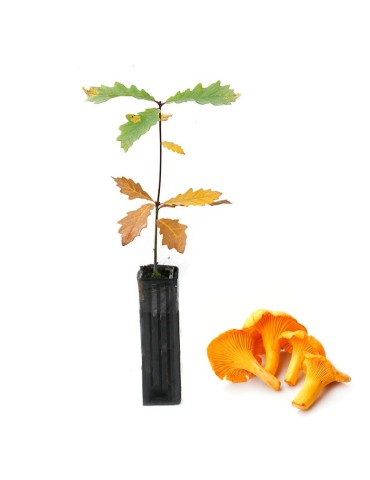 Quercus pyrenaica micorrizato - 12 e 6 pezzi disponibili