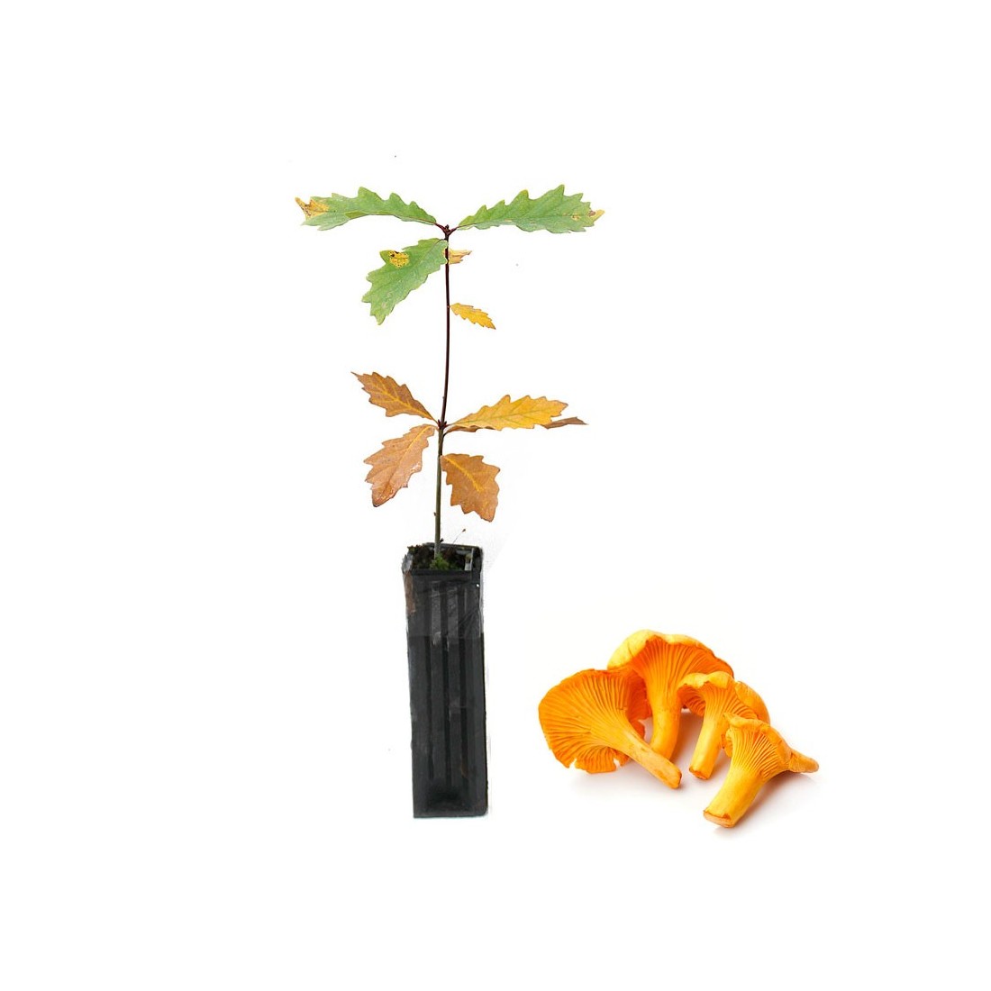 Quercus pyrenaica micorrizado - 12 e 6 unidades disponíveis