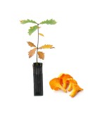 Quercus pyrenaica mycorrhized - 12 and 6 units available