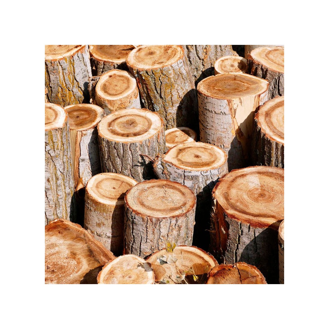 Troncs de chêne pour inoculer des champignons. 1000 kg