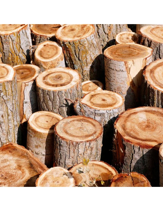 Oak logs for inoculating mushrooms. 1000 kg