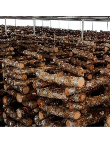 Troncos de Roble inoculados con Shiitake. 1000 Kg