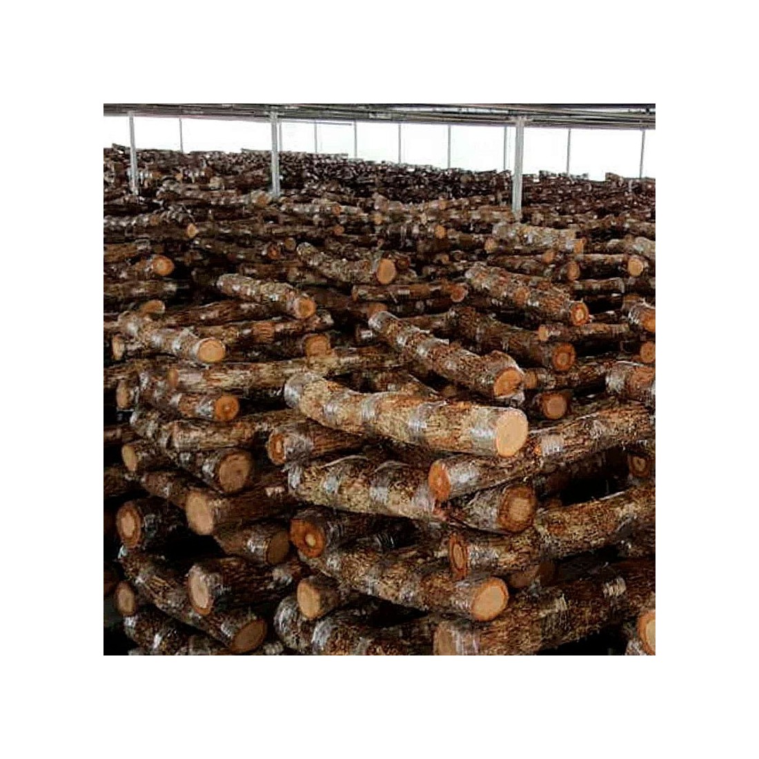 Troncs de chêne inoculés avec des shiitakes. 1 000 kg