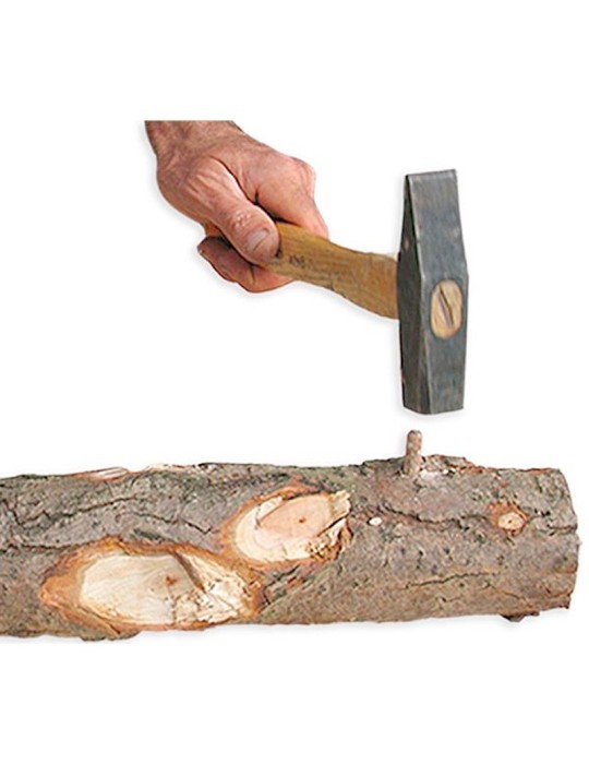 Micelio Pellet A. aegerita - Sapore Unico e Benefici Salute