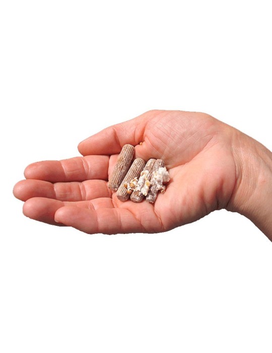 A. aegerita Mushroom Mycelium Pellets | 50 Units | Rich...