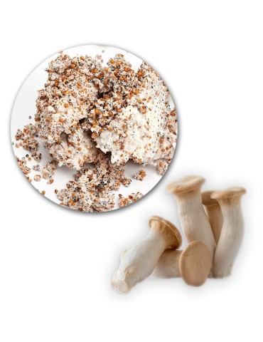 Micelio Pleurotus Eryngii Coreano - Coltivazione Facile... 2