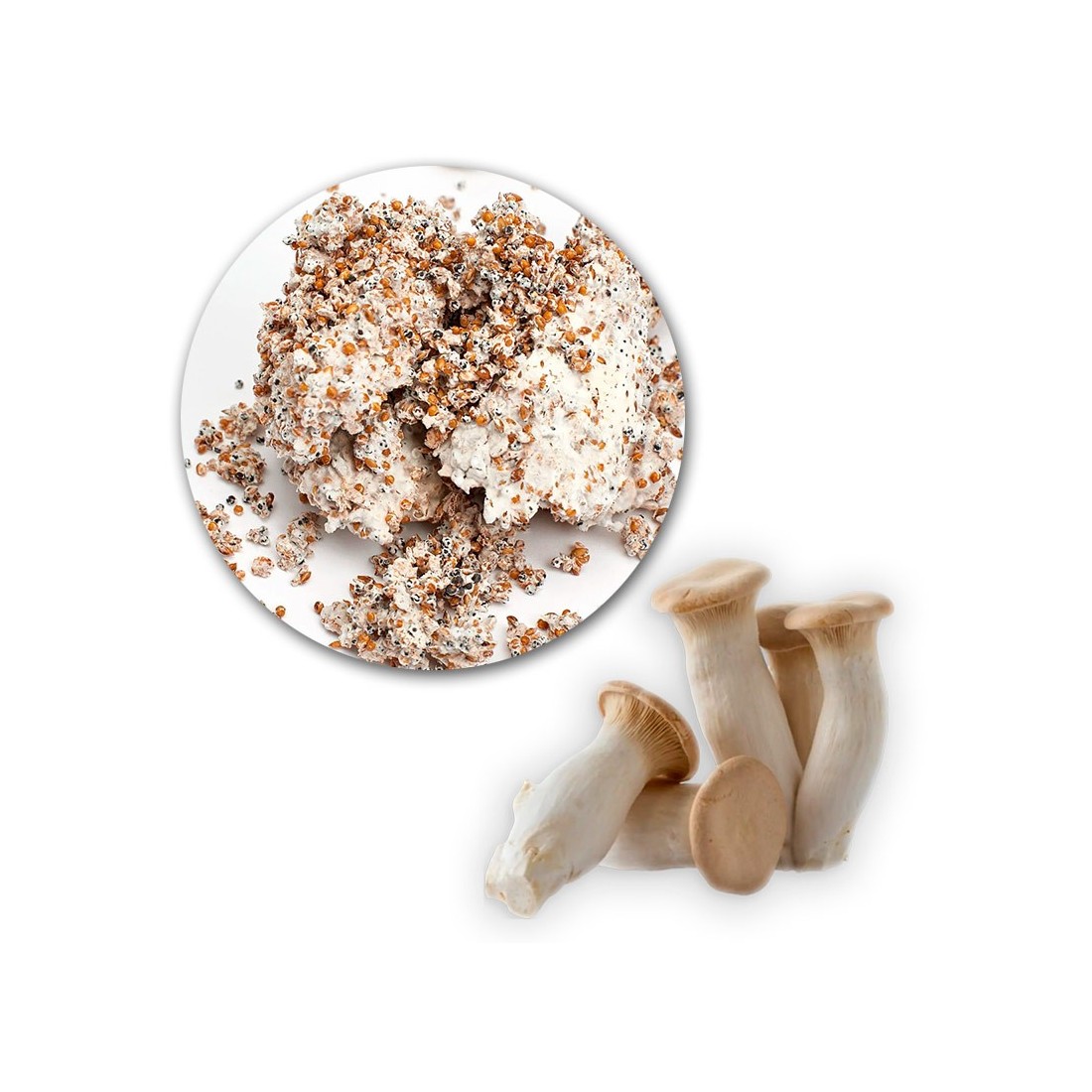 Micelio Pleurotus Eryngii Coreano - Coltivazione Facile...