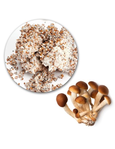 Micelio Pleurotus ostreatus 30l Industriale - Coltiva... 2