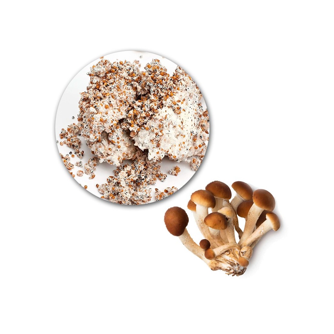 Micélio A. aegerita 7kg - Cultive Cogumelos Gourmet