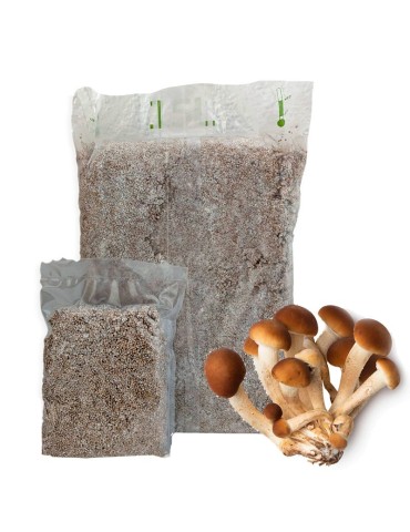 Grow Gourmet Mushrooms - Aegeirita Birch Mushroom Spawn 7kg