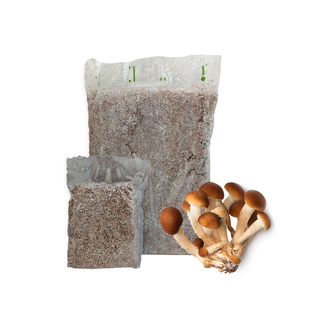 Micelio Pleurotus ostreatus 30l Industriale - Coltiva...