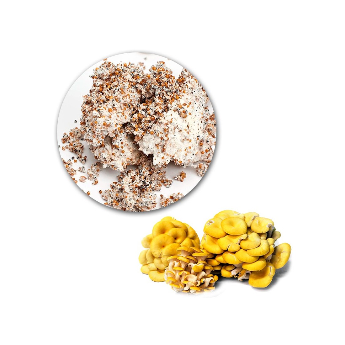 Gelber Ostrischer Pilz Pleurotus citrinopileatus –...