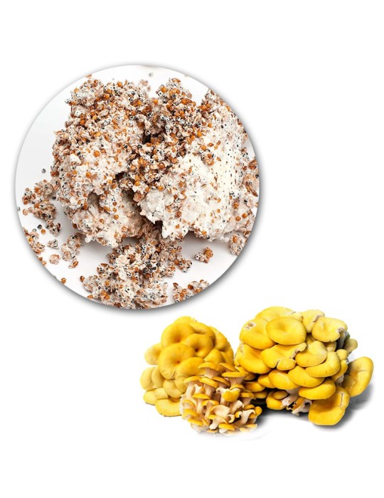 Micelio Ostra Amarilla 7kg - Crecimiento Rápido y Fácil