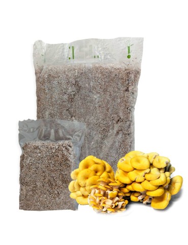 Yellow Oyster Mushroom Pleurotus citrinopileatus - Rapid...