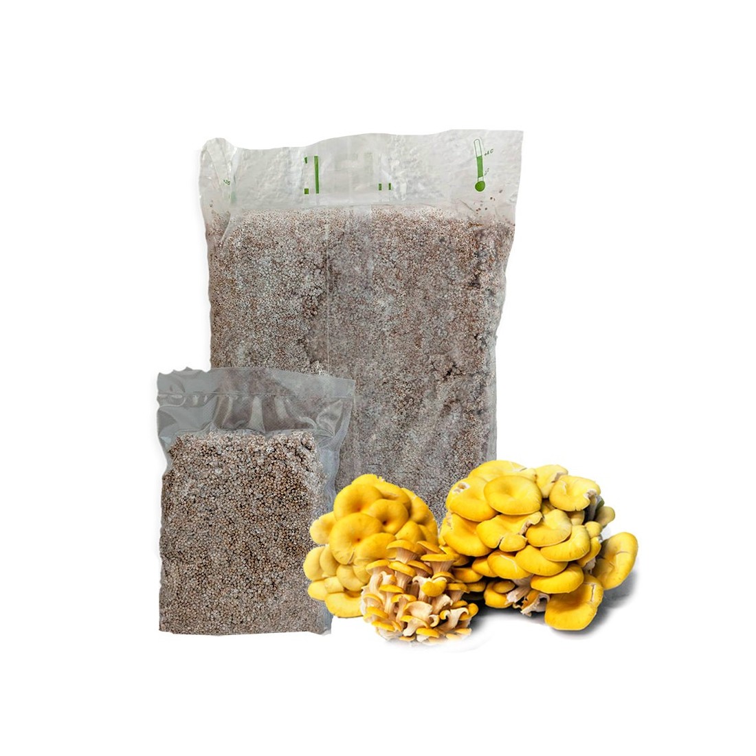 Mycélium Agaric Jaune - Cultivez Facilement des Champignons