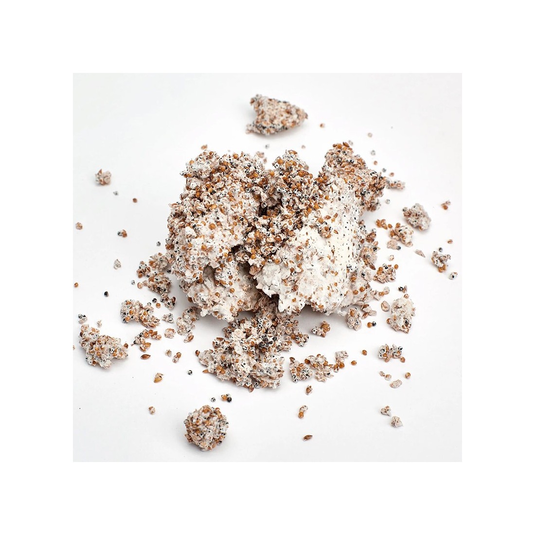 Gelber Ostrischer Pilz Pleurotus citrinopileatus –...