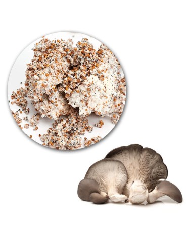 Myzel Pleurotus ostreatus – Gourmet-Pilze züchten 2