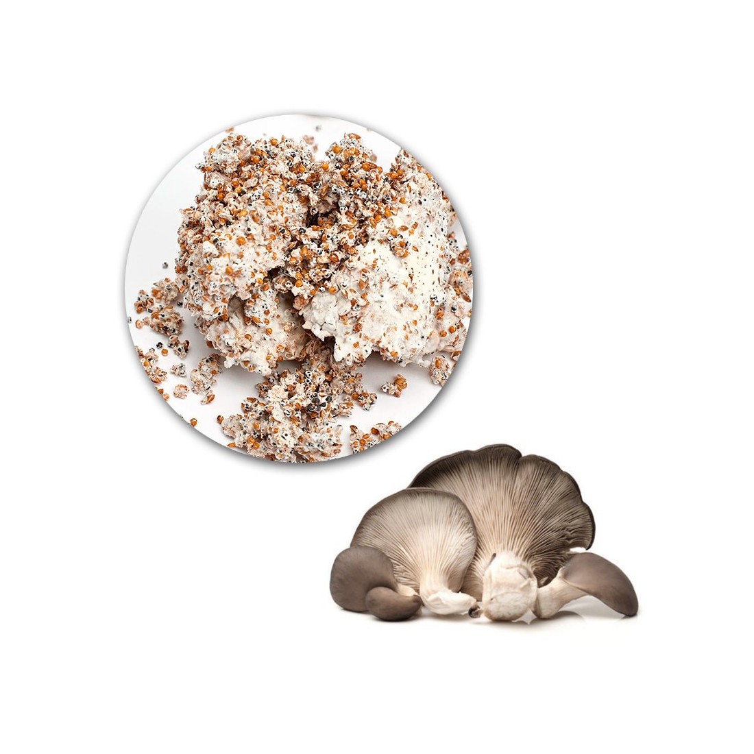 Cultivez des Champignons Pleurotus Ostreatus Facilement