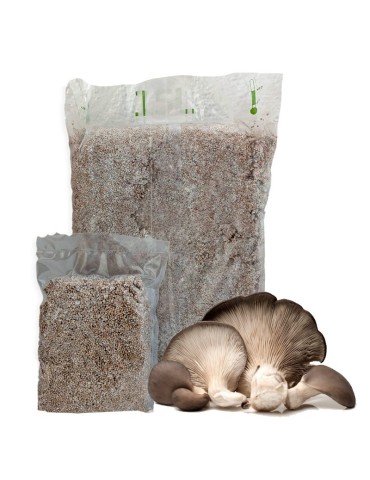 Myzel Pleurotus ostreatus – Gourmet-Pilze züchten