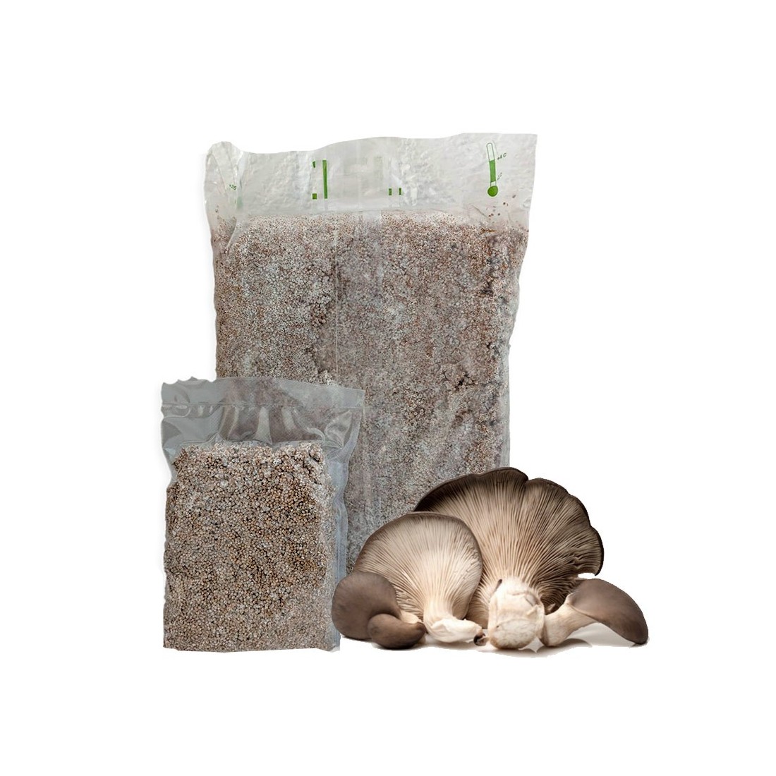 Myzel Pleurotus ostreatus – Gourmet-Pilze züchten