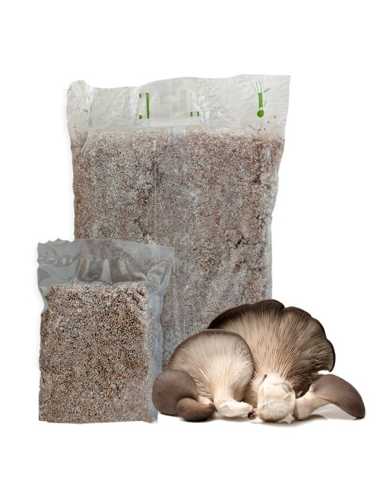 Micelio Pleurotus Ostreatus - Coltiva Funghi Gourmet...