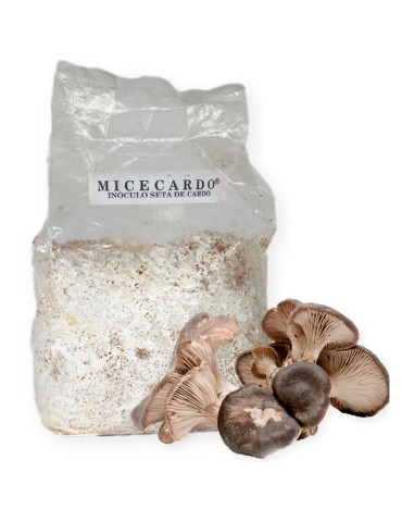 Micelio per Coltivare Fungo Cardo P. eryngii - Facile e...