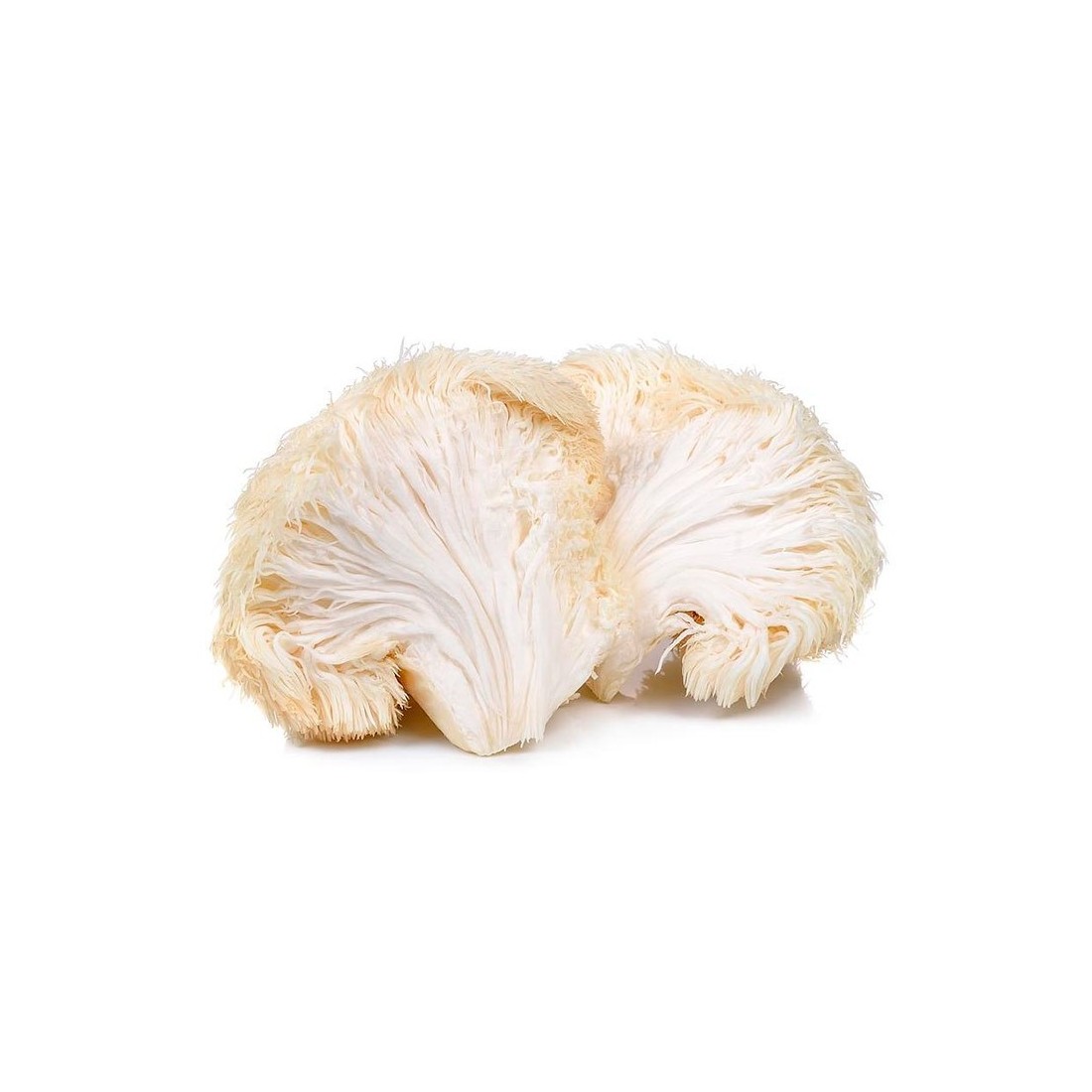 Lion's Mane Frais  - Hericium Erinaceus