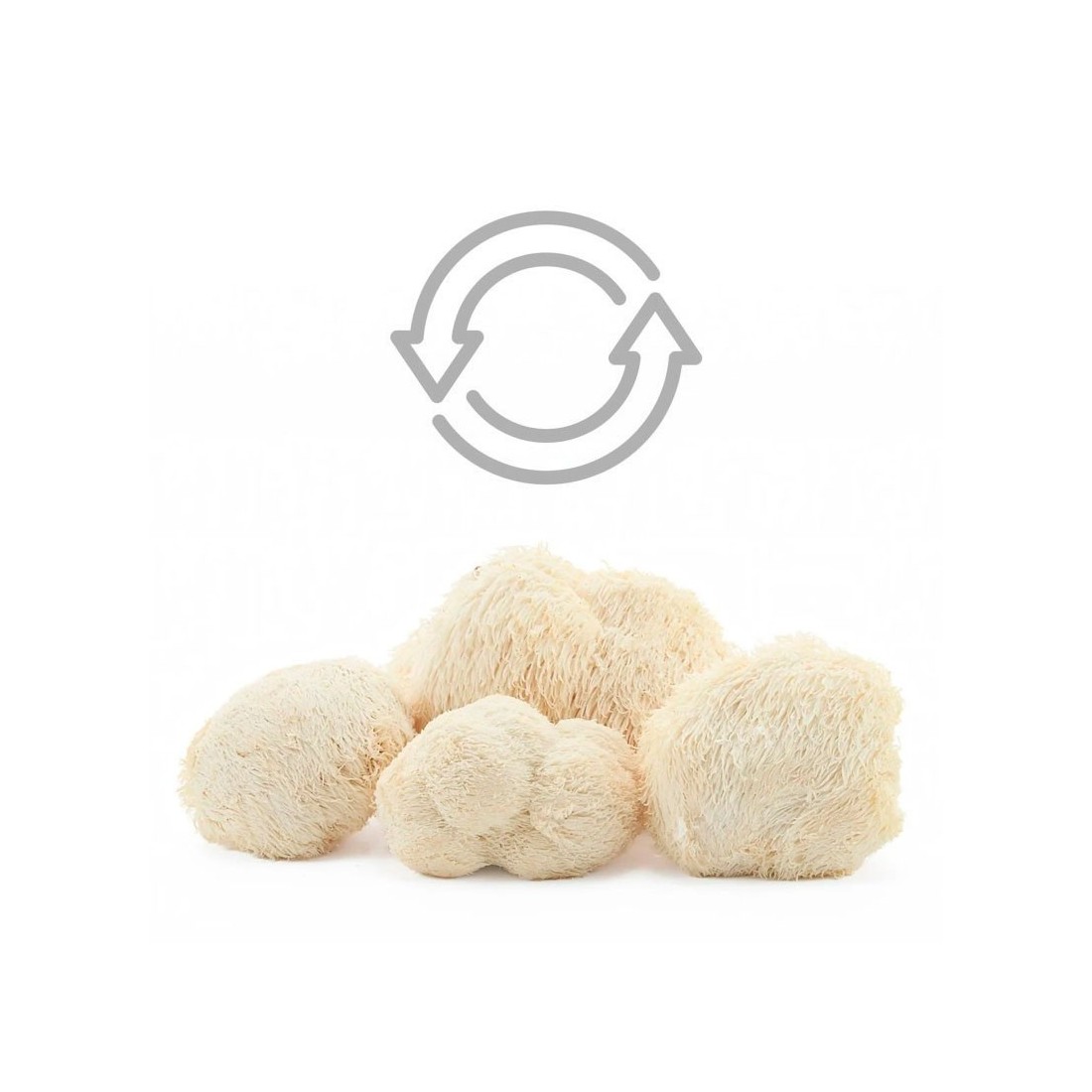 Fresh Lion's Mane Mushroom,  - Hericium Erinaceus