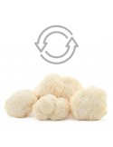 Fresh Lion's Mane Mushroom, 800g - Hericium Erinaceus