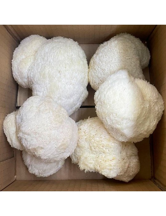 Melena de León Fresca 1000 gr - Hericium Erinaceus - pedidos recurrentes