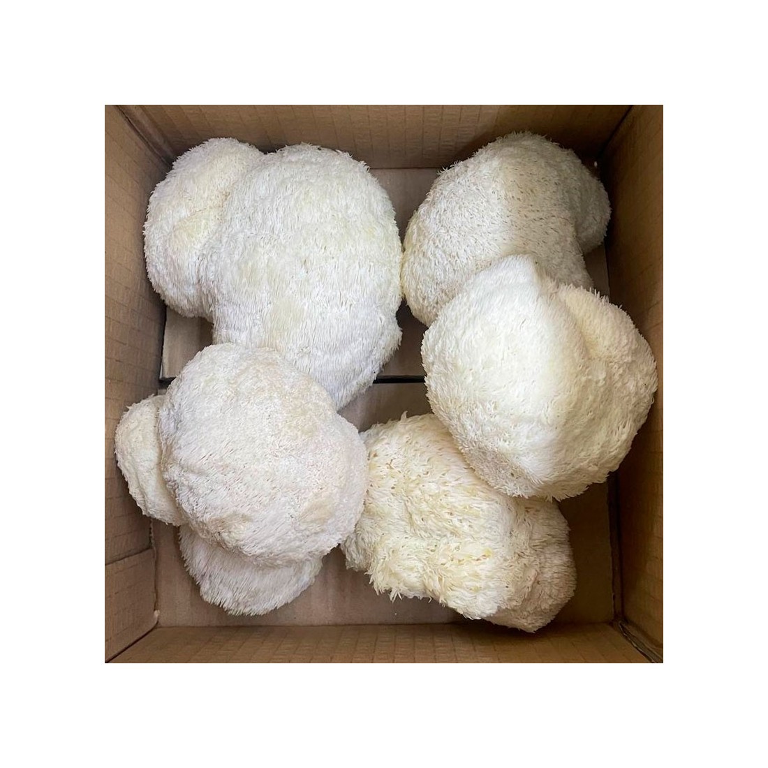 Lagarta do Leão Fresca 800gr - Benefícios Cognitivos e...