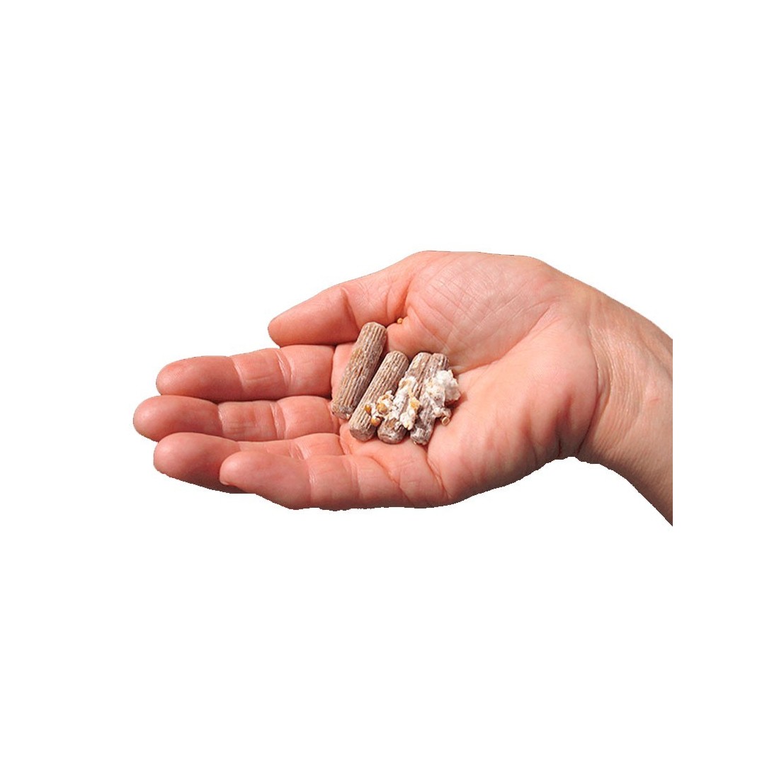 Mycélium A. aegerita en Granules - 50uds - Saveurs Uniques