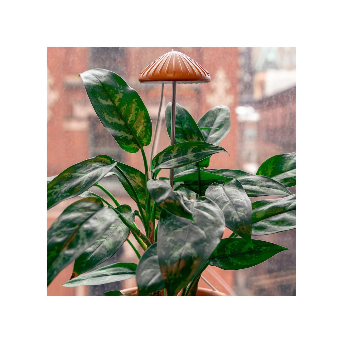 Mushroom-shaped grow light